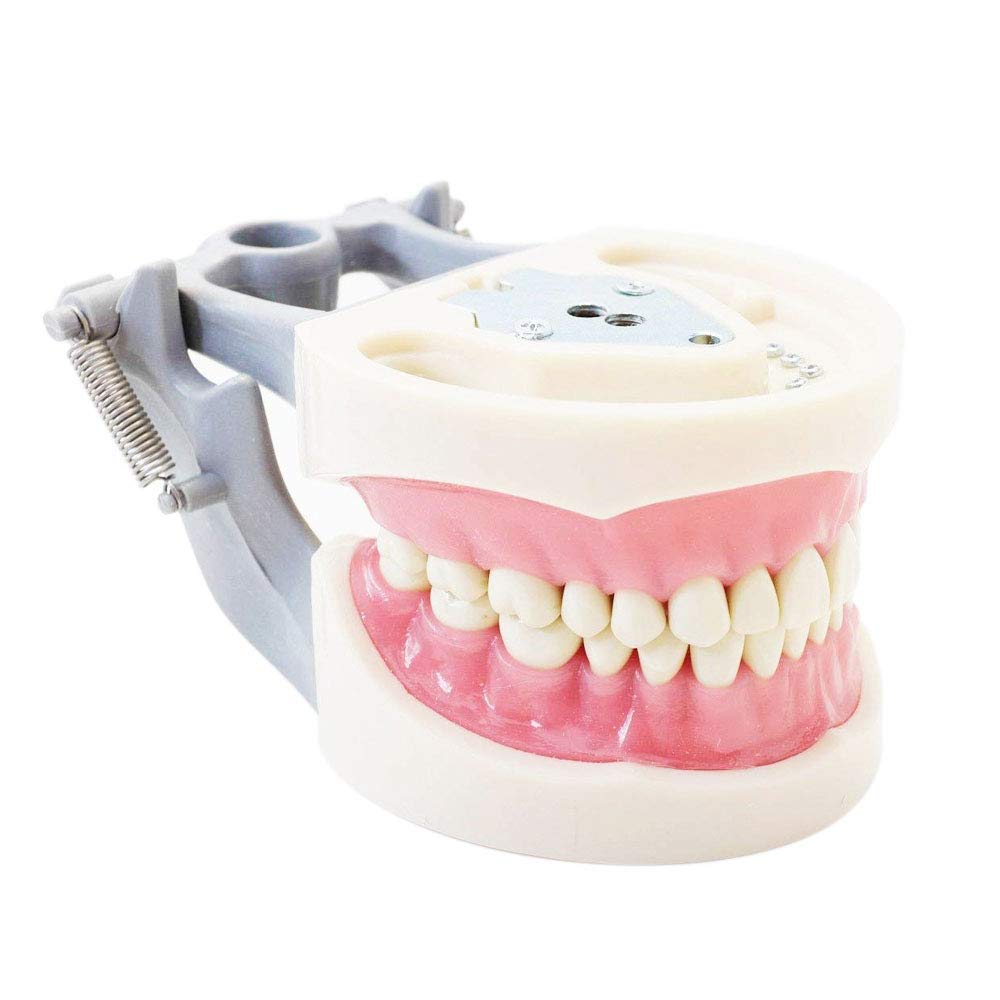Dental Model 200