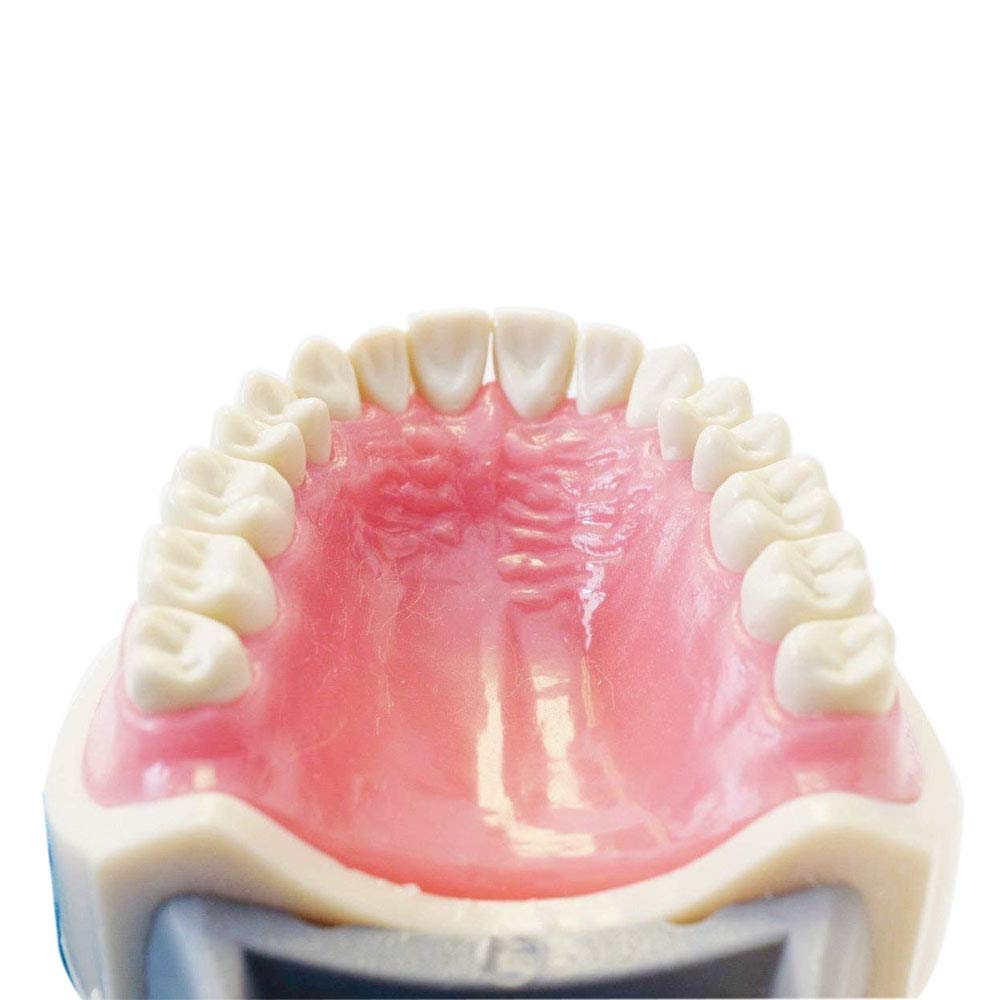 Dental Model 200