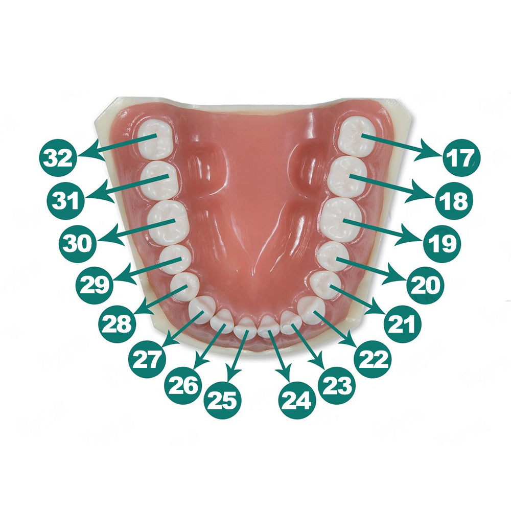 Dental Model 200 Individual Replacement Teeth (5 Pack)