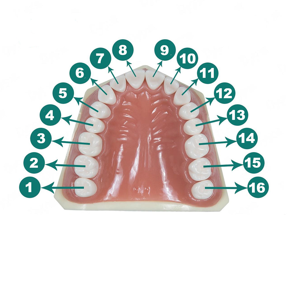 Dental Model 200 Individual Replacement Teeth (5 Pack)