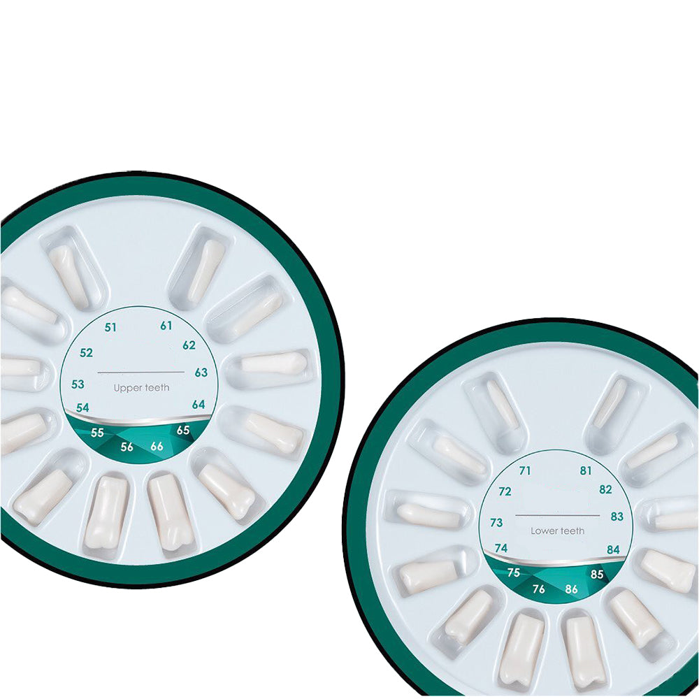 Dental Model 200P Replacement Teeth