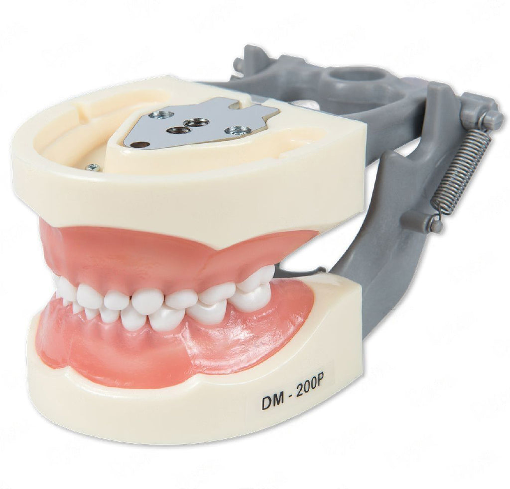 Dental Pediatric Model 200P
