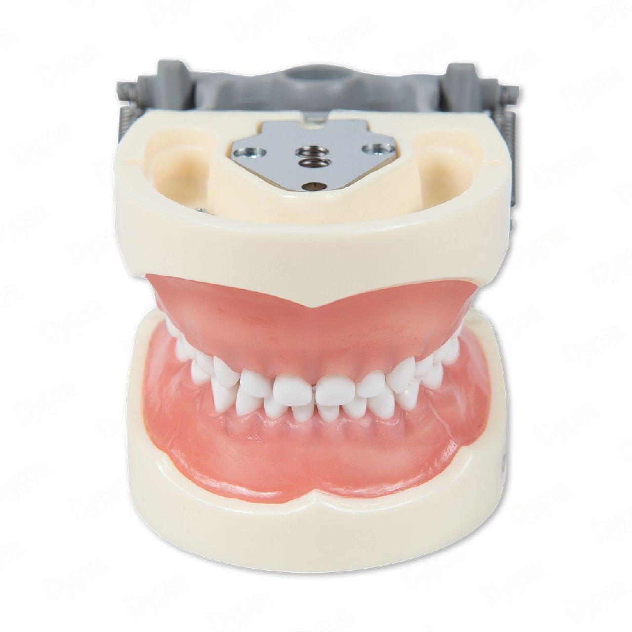 Dental Pediatric Model 200P