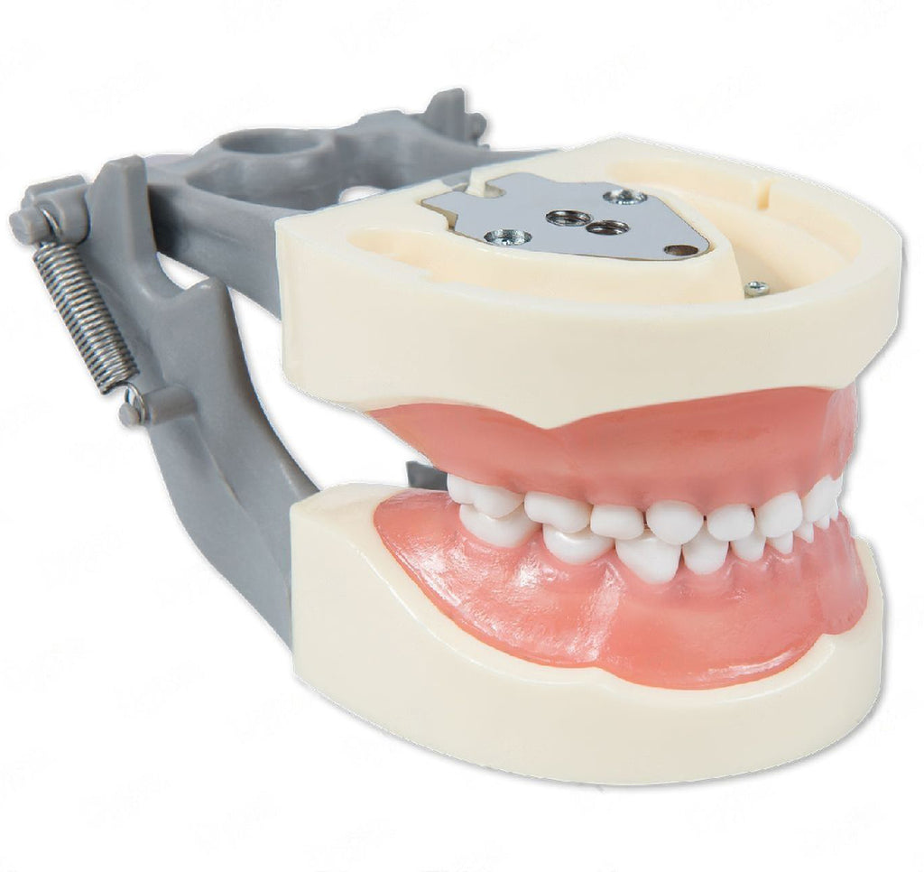 Dental Pediatric Model 200P