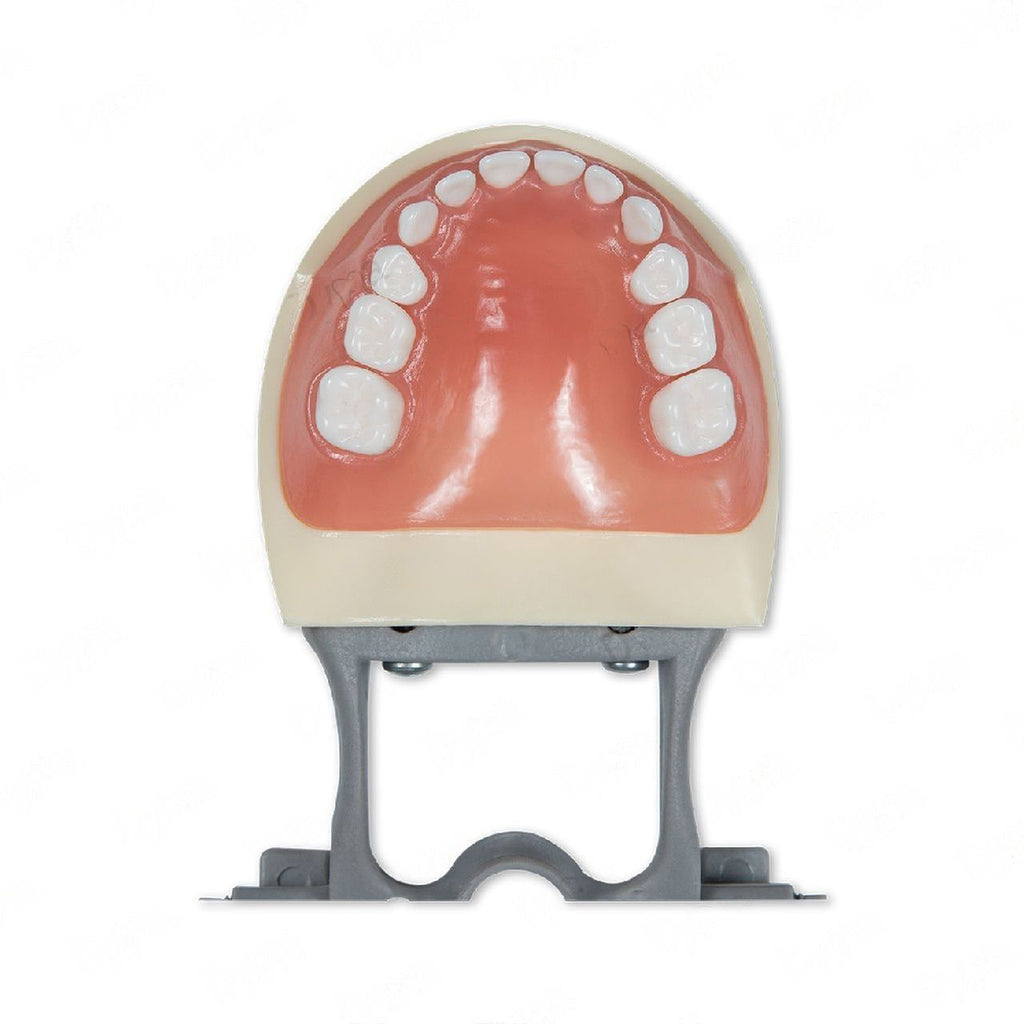 Dental Pediatric Model 200P