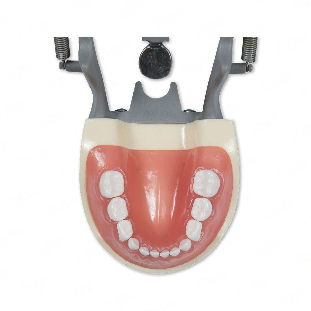 Dental Pediatric Model 200P