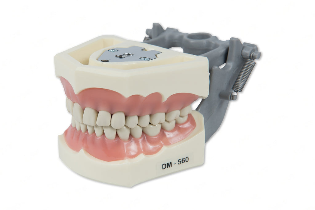 Dental Model 560