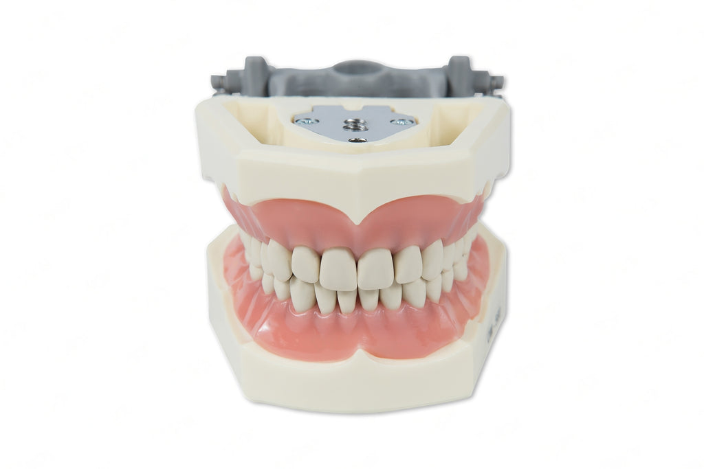 Dental Model 560