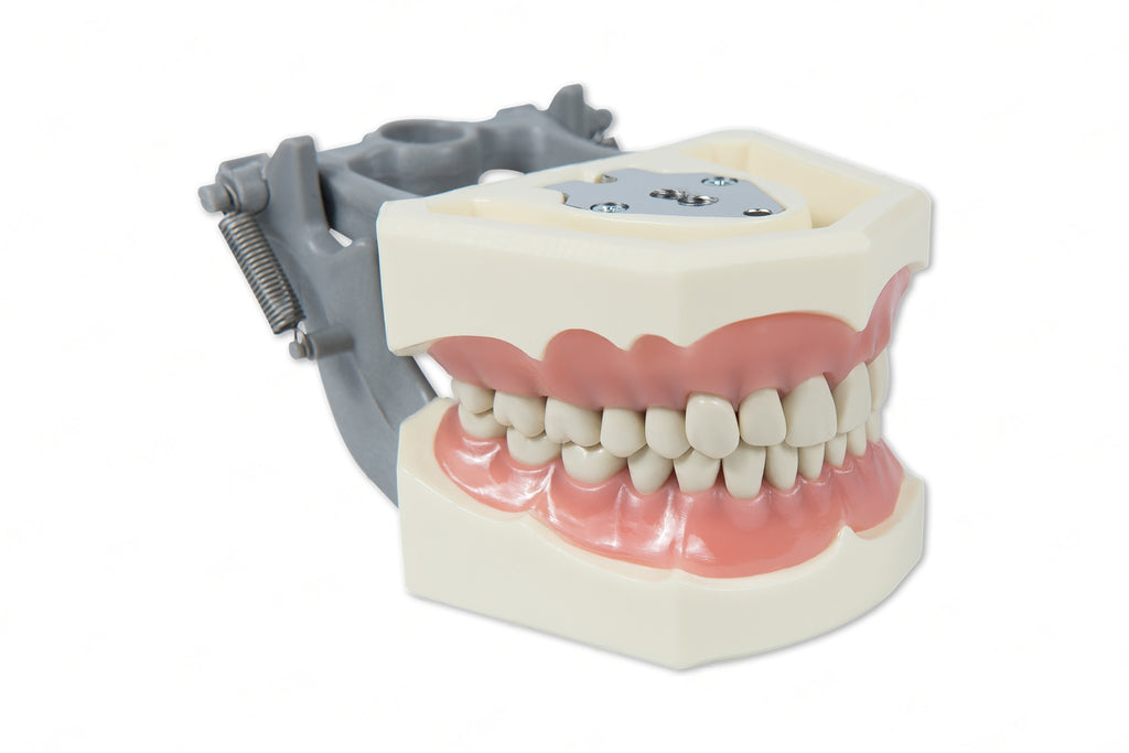 Dental Model 560