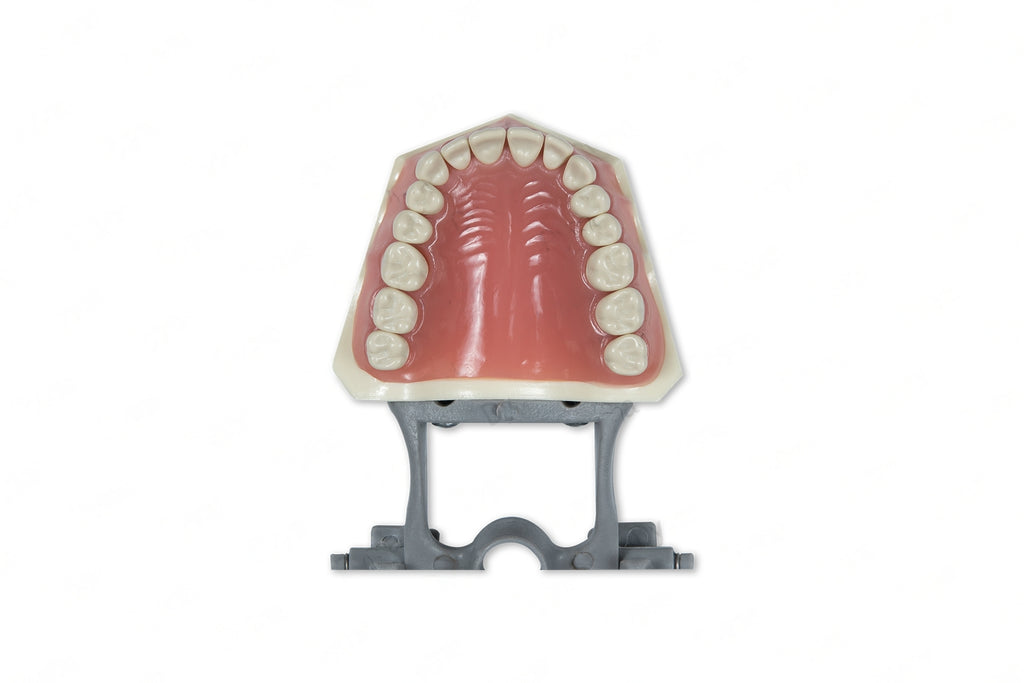 Dental Model 560