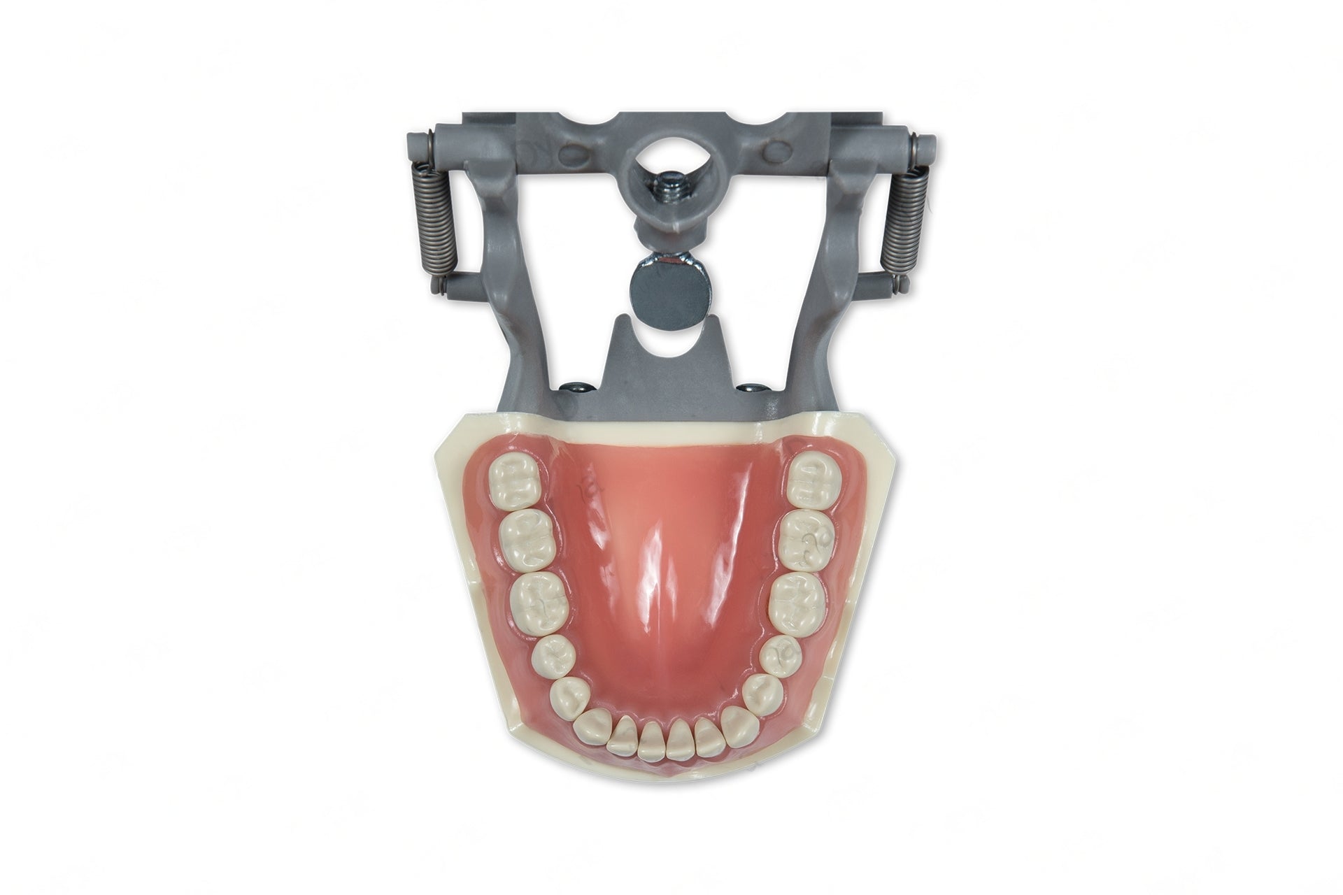 Dental Model 560