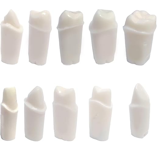 Dental Model 200 Crown Prepped Teeth (5 Pack)