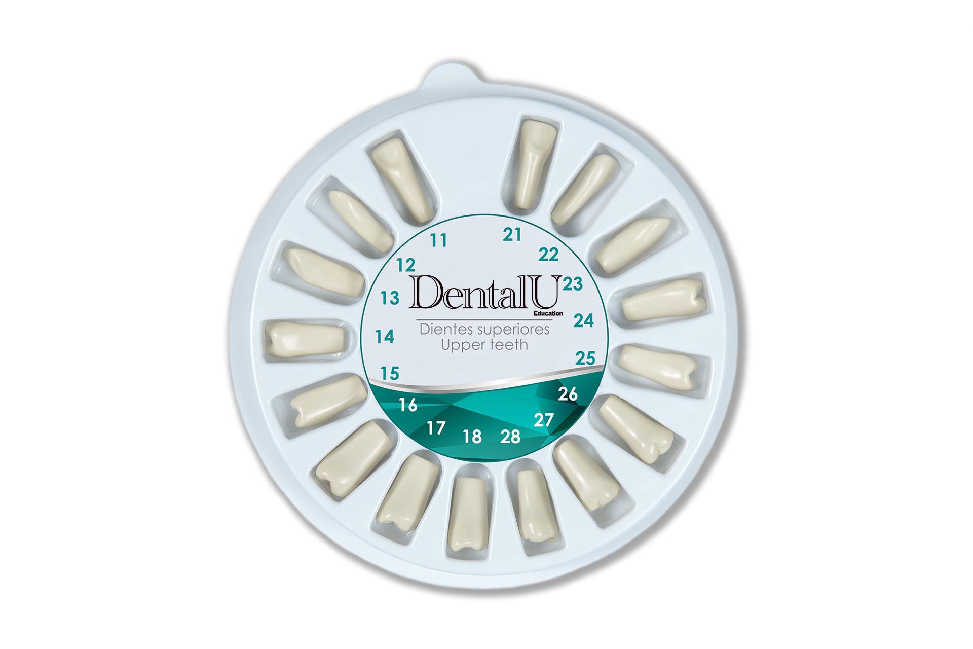 Dental Model 860 Replacement teeth