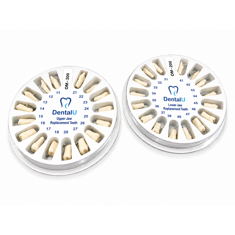 Dental Model 200 Replacement Teeth