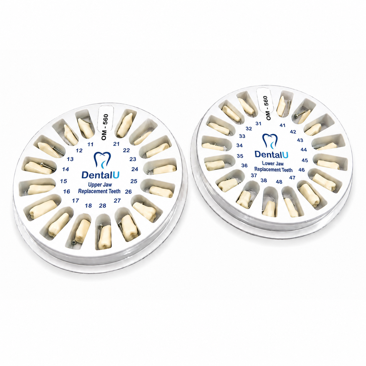 Dental Model 560 Replacement Teeth
