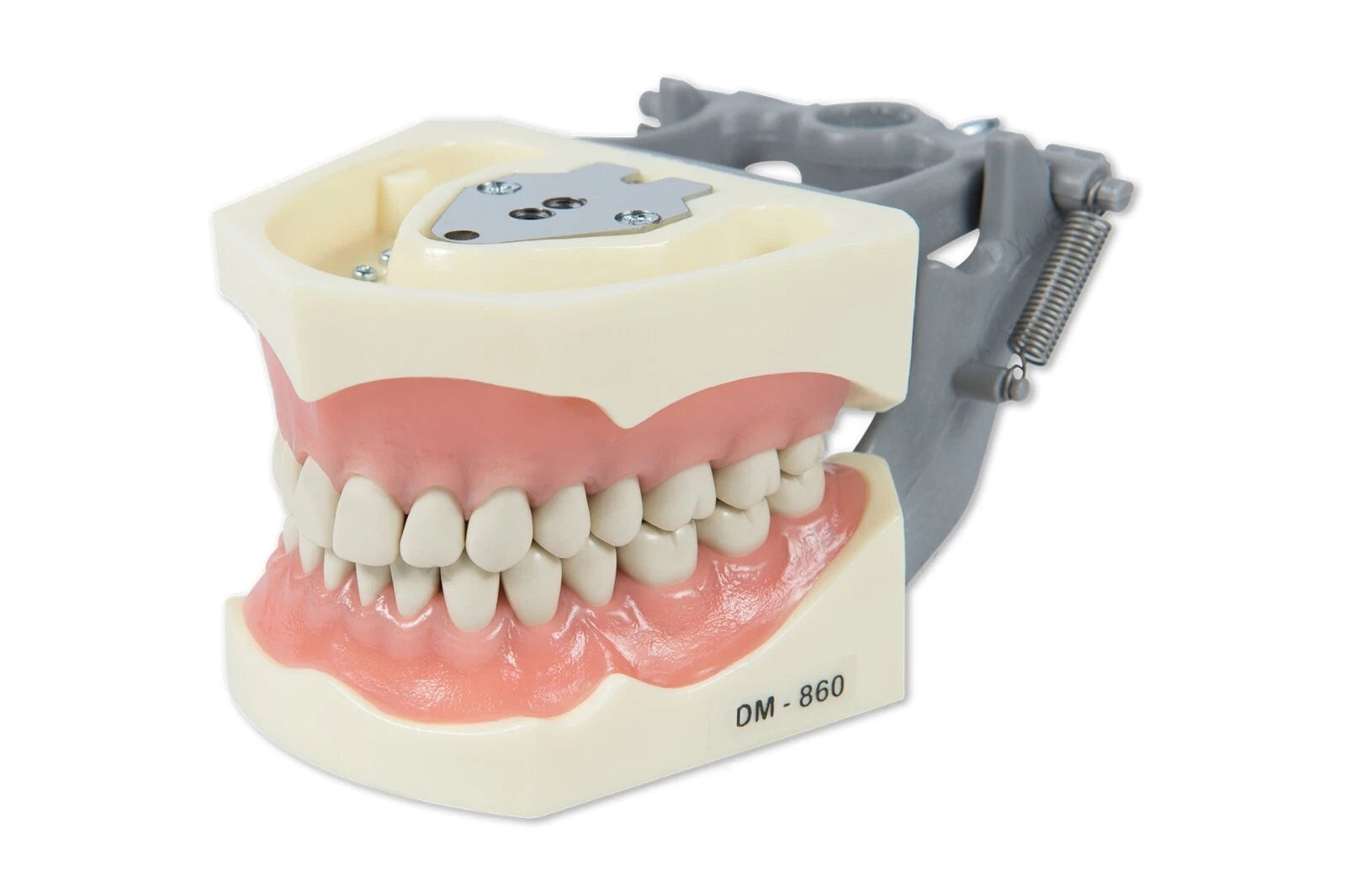 Dental Model 860