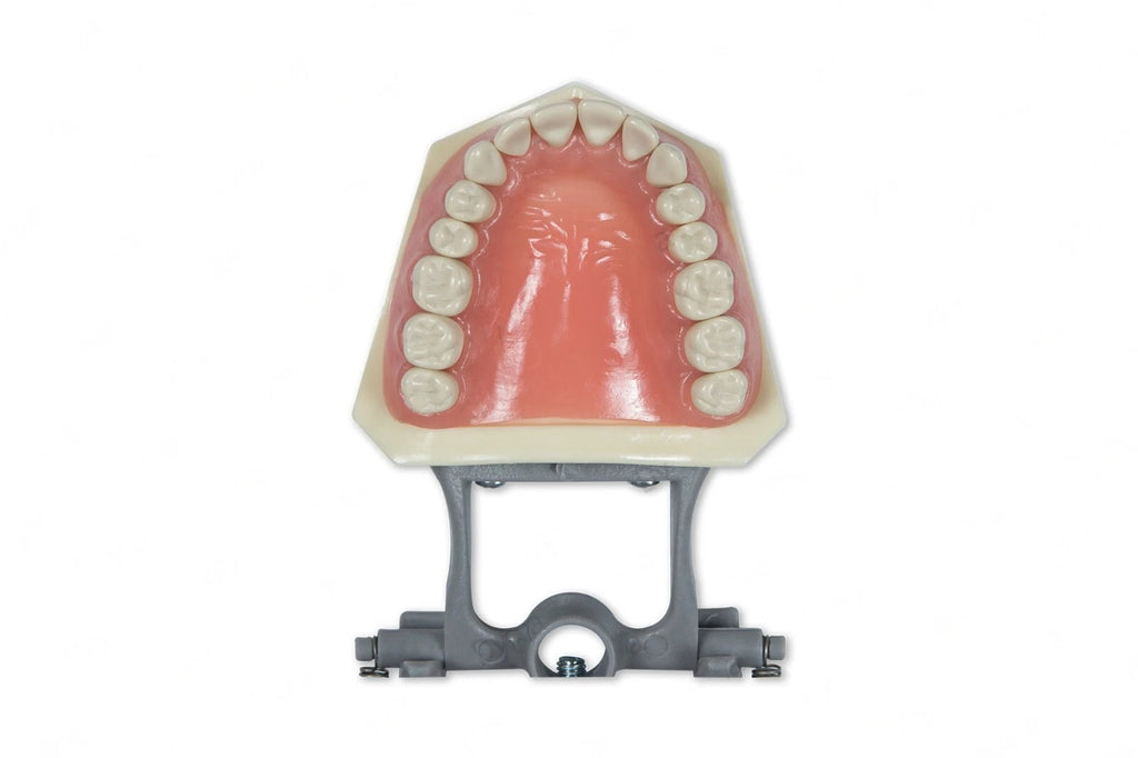 Dental Model 860