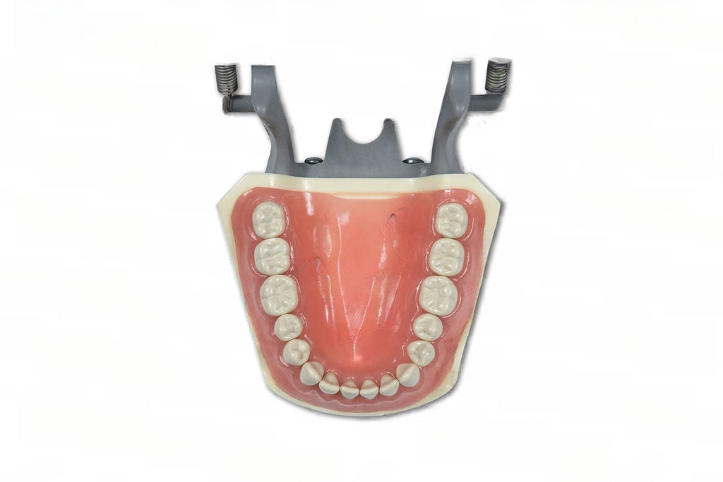 Dental Model 860
