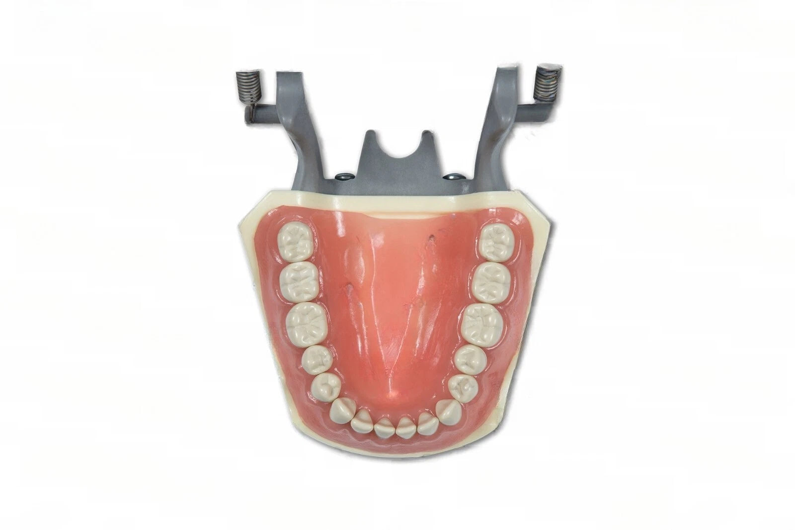 Dental Model 860