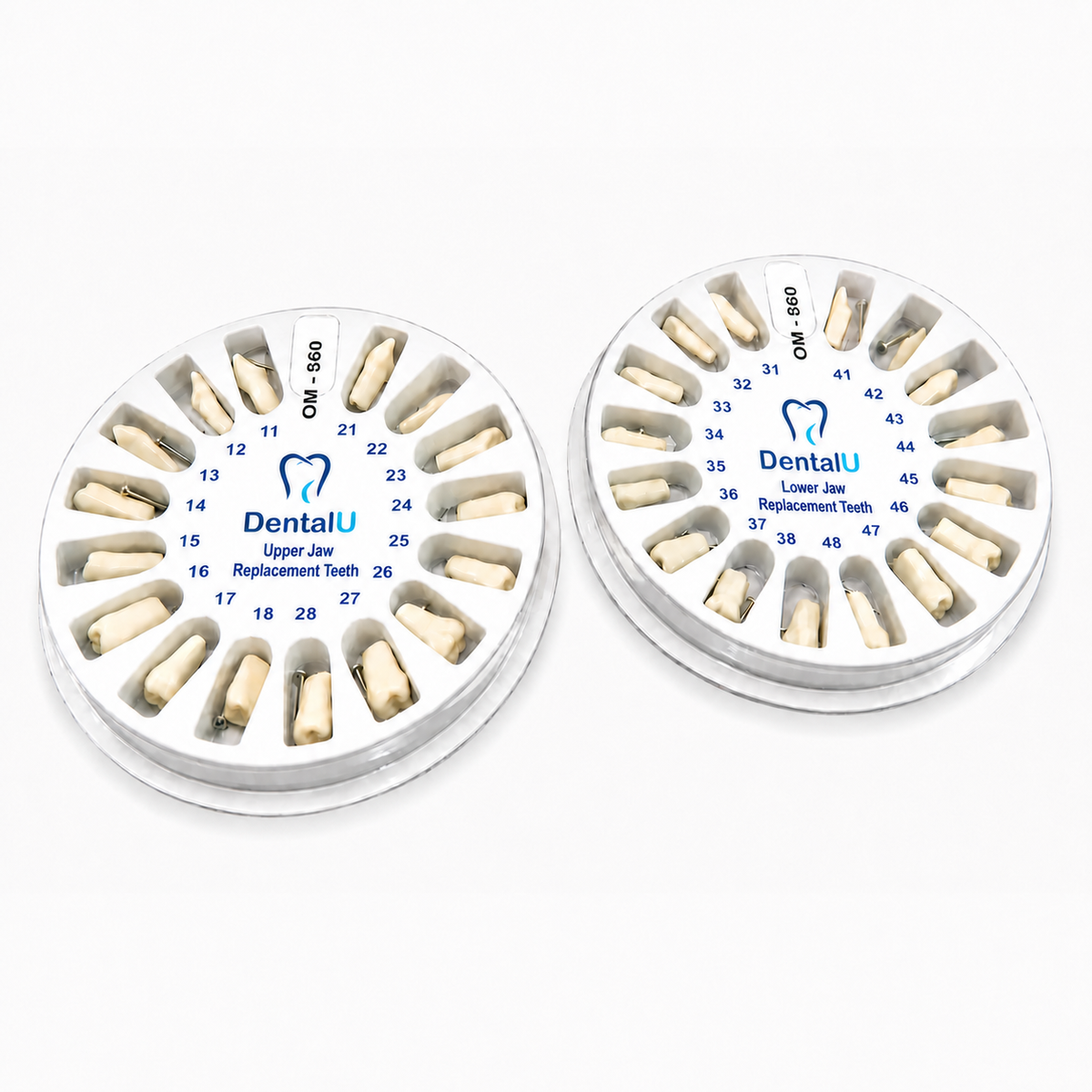 Dental Model 860 Replacement teeth