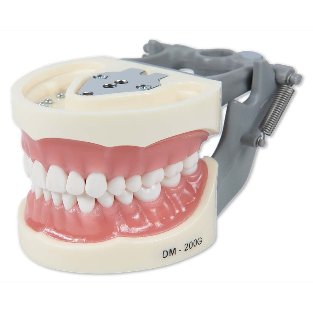 Dental Model 200