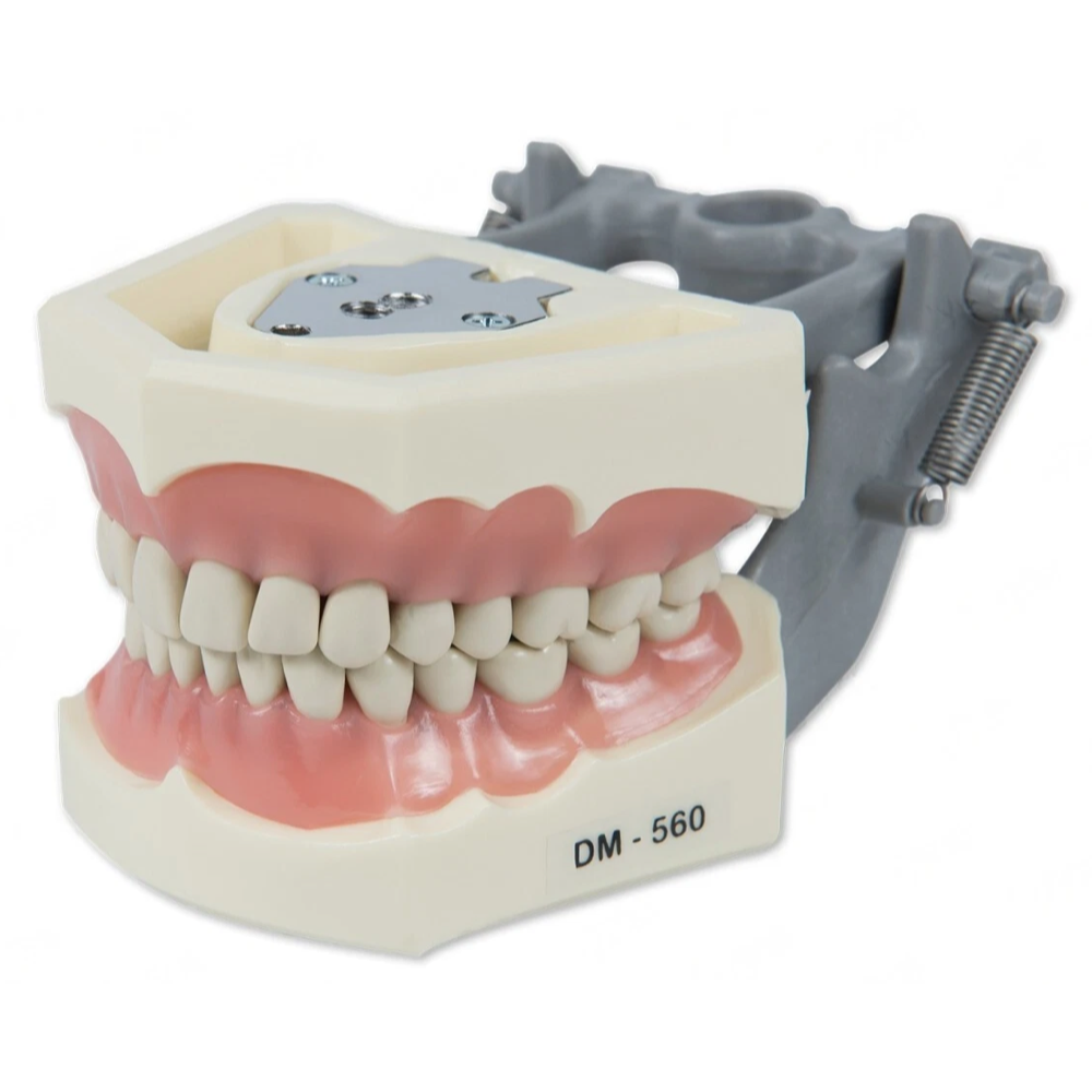 Dental Model 560