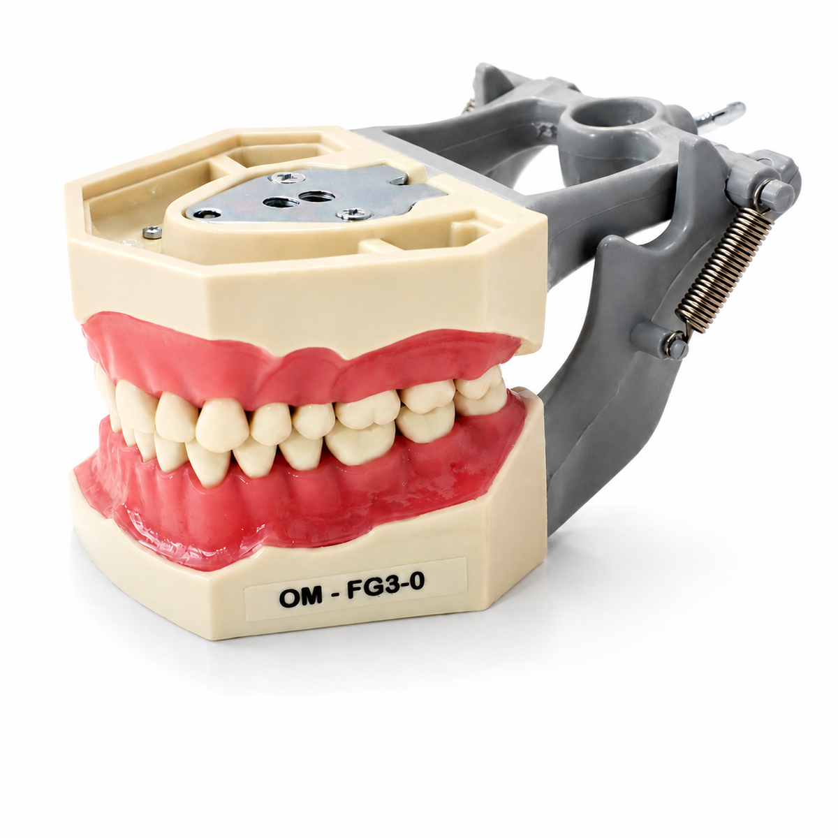 Dental Model FG3