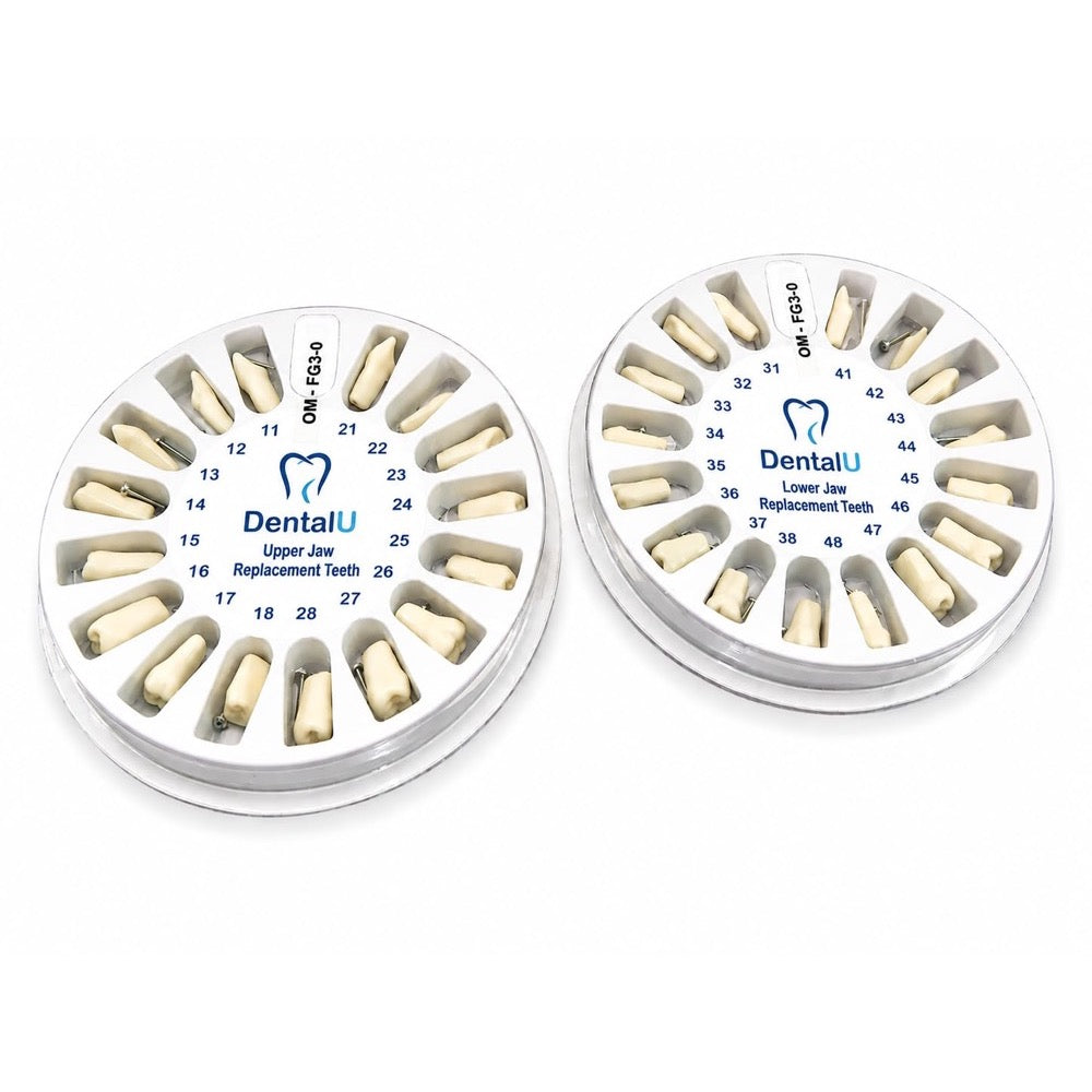 Dental Model FG3 Replacement Teeth