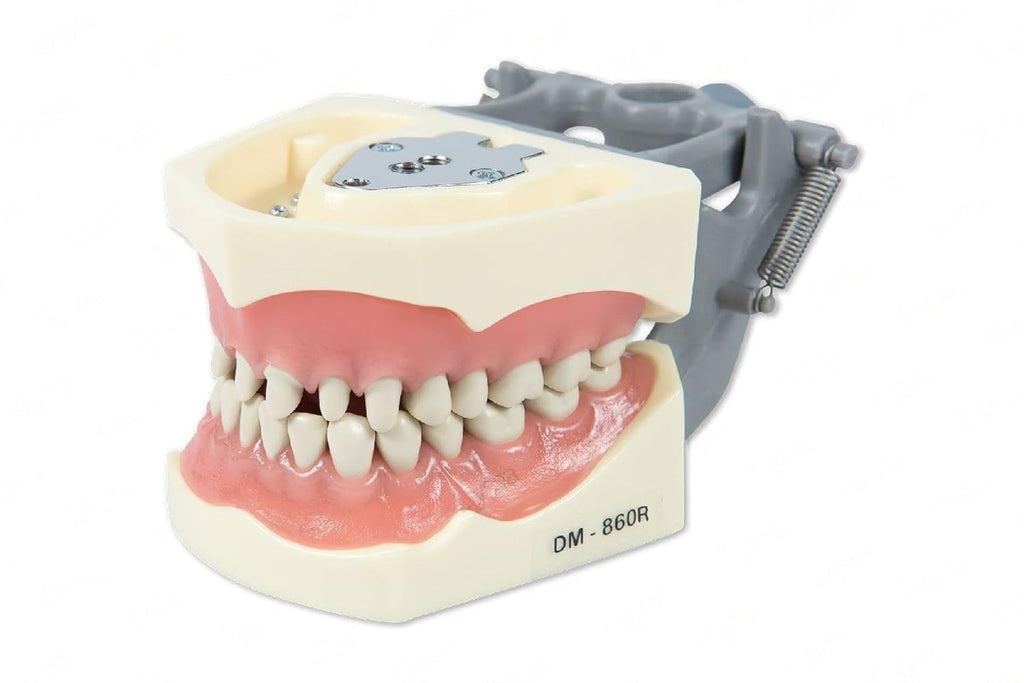 Dental Model 860-Prep with Crowns and Cavities