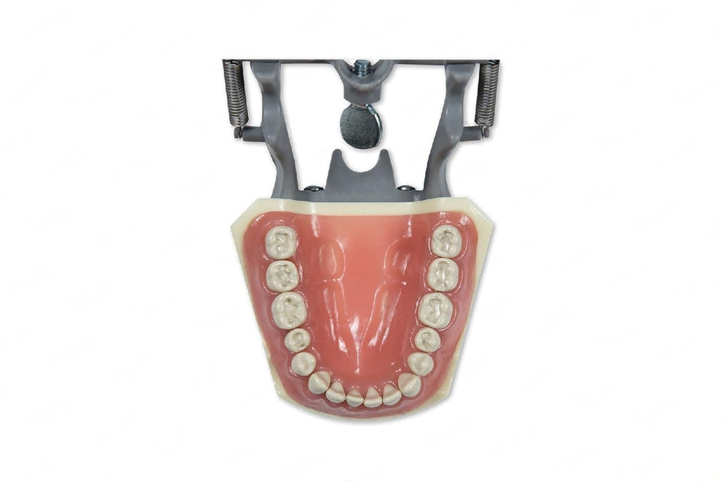 Dental Model 860-Prep with Crowns and Cavities