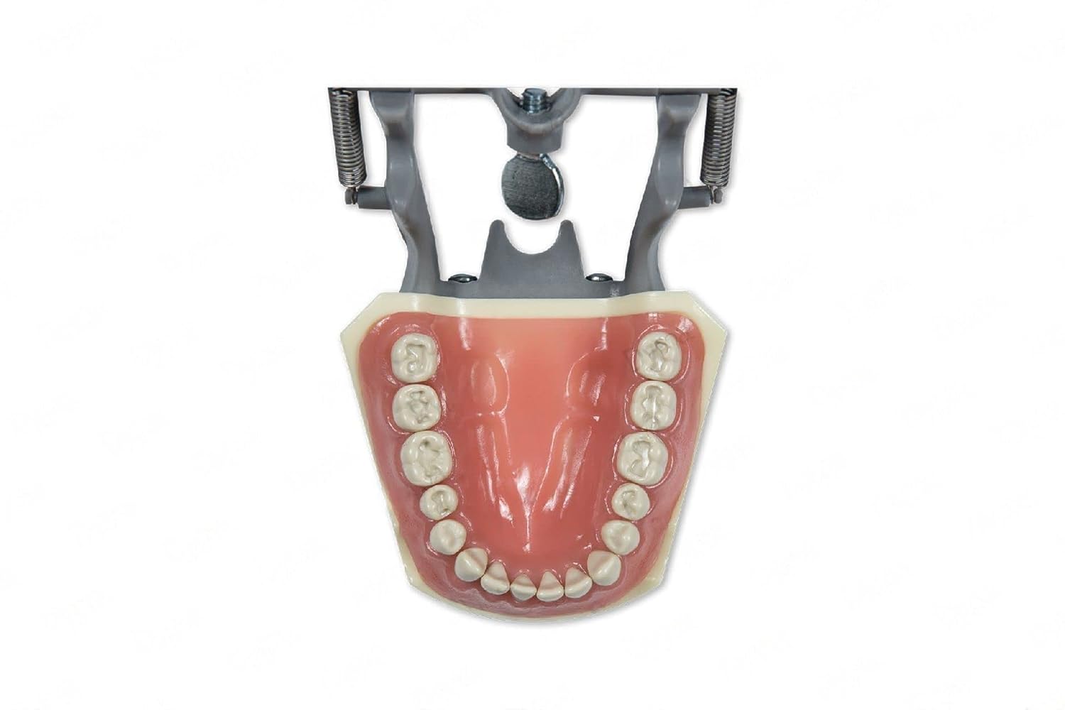 Dental Model 860-Prep with Crowns and Cavities