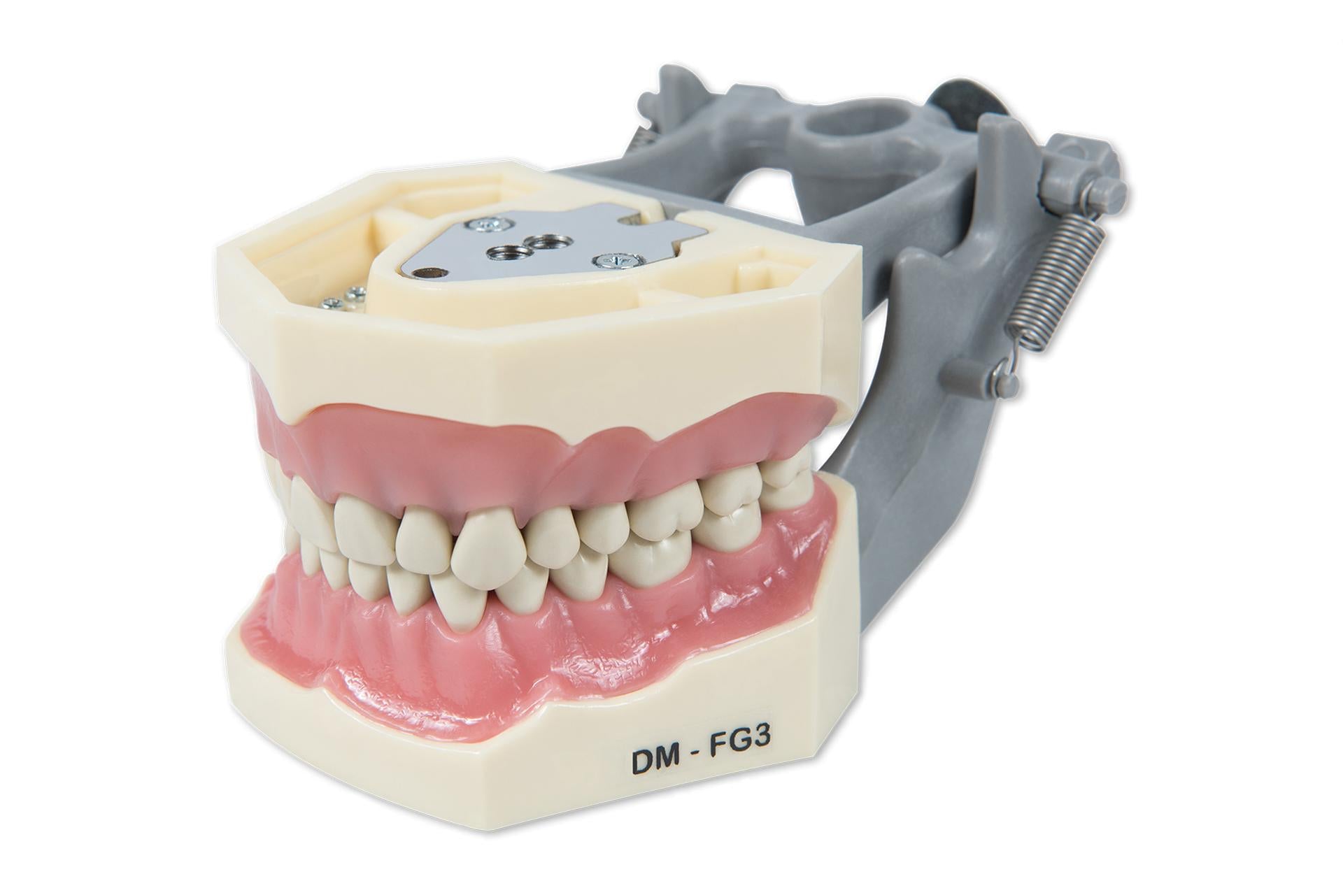 Dental Model FG3